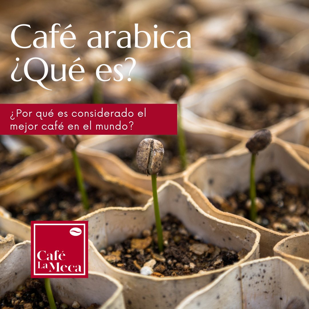 ¿Qué es el café arabica? - Café la Meca