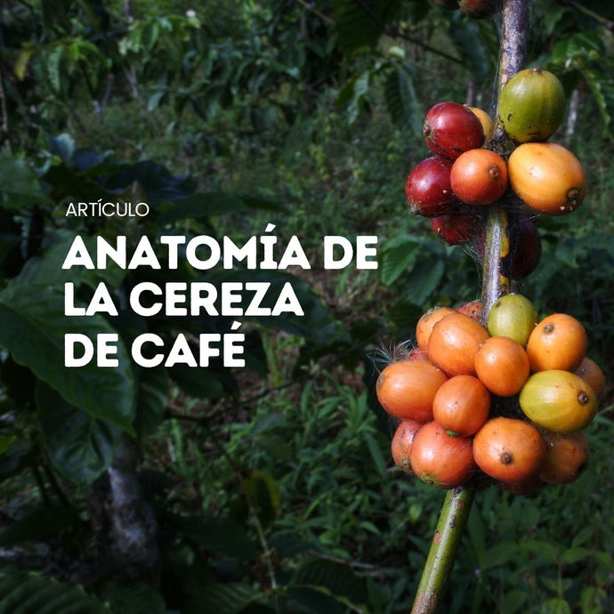 Anatomía de la cereza del café
