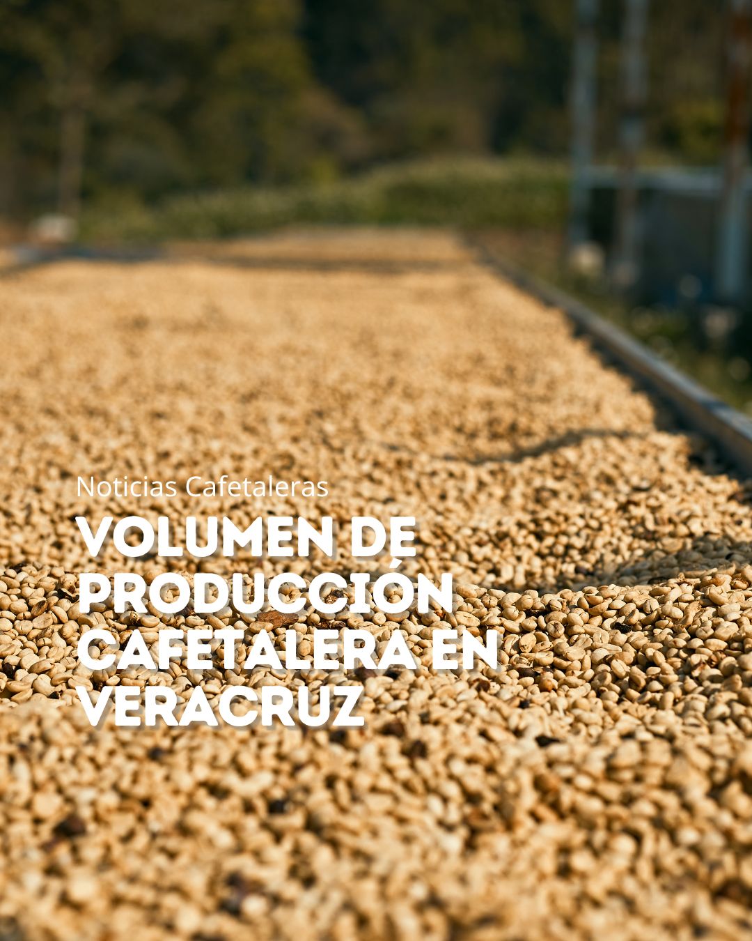Volumen de producción cafetalera en Veracruz