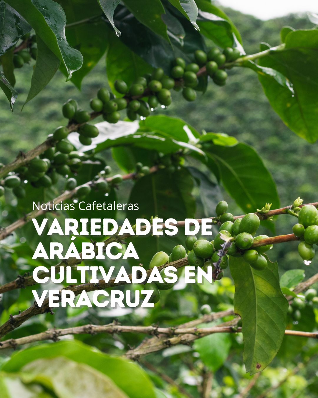 Variedades de arábica cultivadas en Veracruz