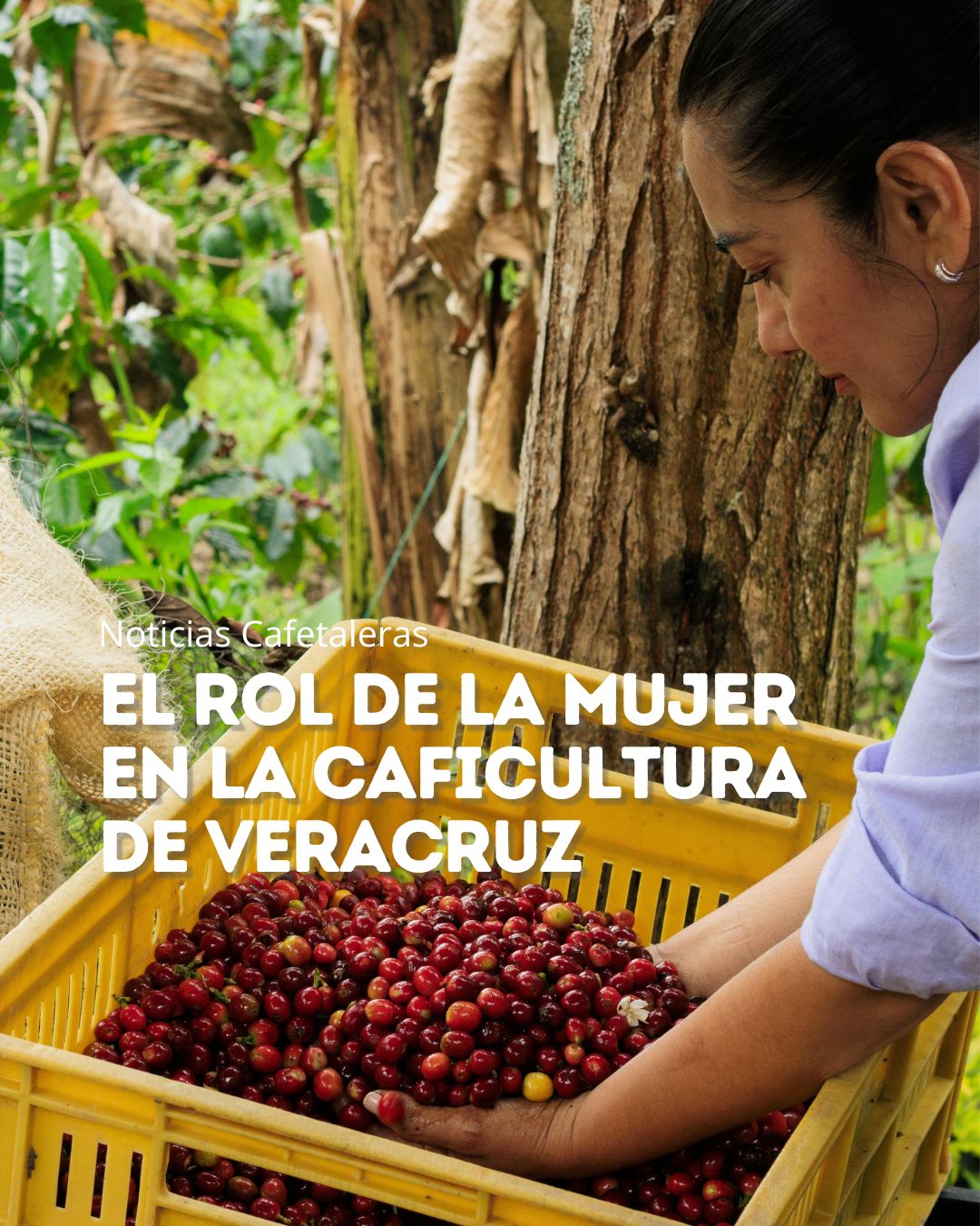 El rol de la mujer en la caficultura de Veracruz