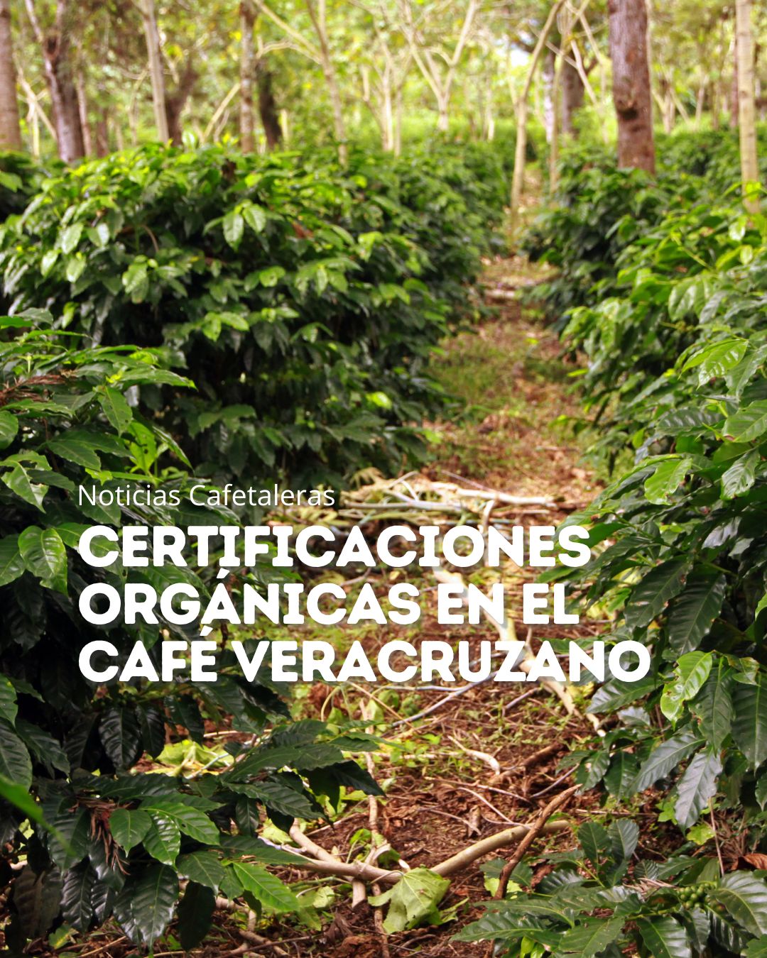 Certificaciones orgánicas en el café veracruzano