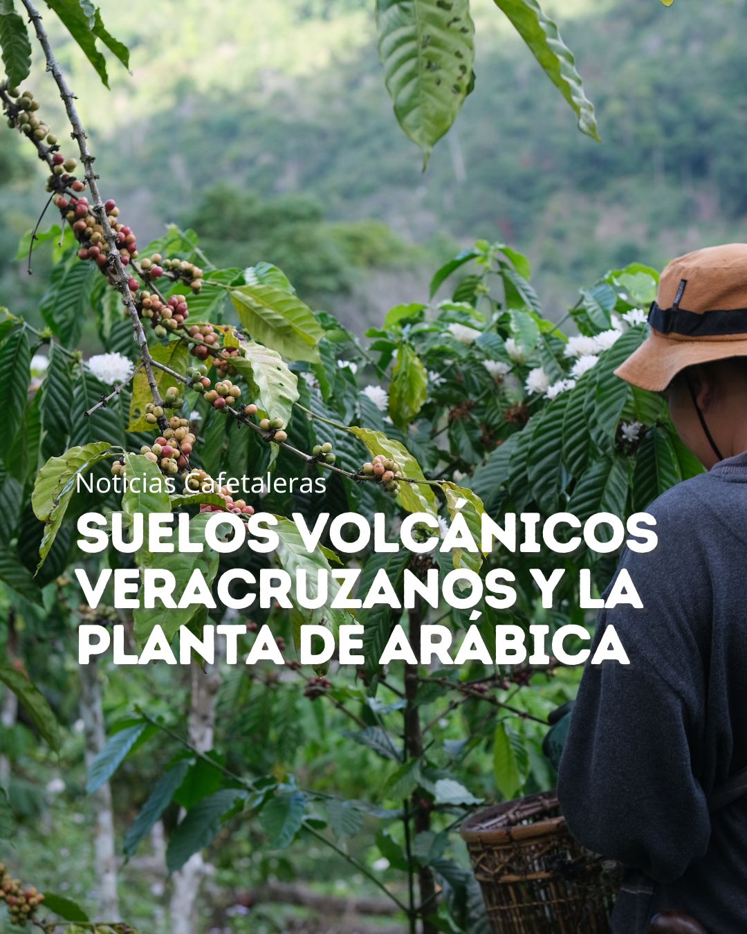 Suelos volcánicos veracruzanos y la planta de arábica