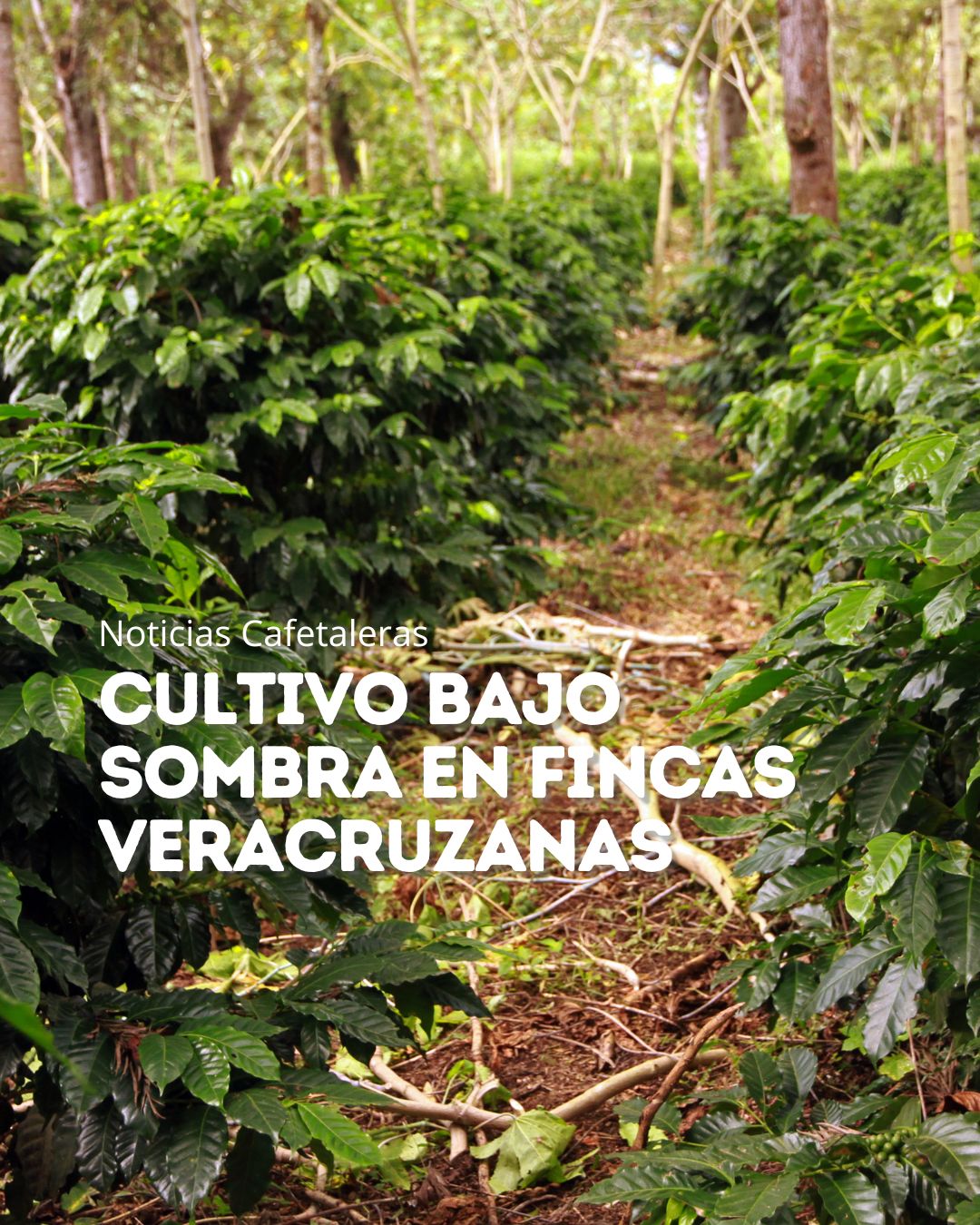 Cultivo bajo sombra en fincas veracruzanas