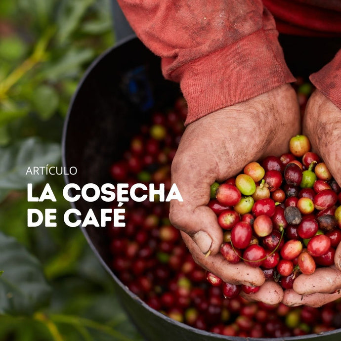 La cosecha del café