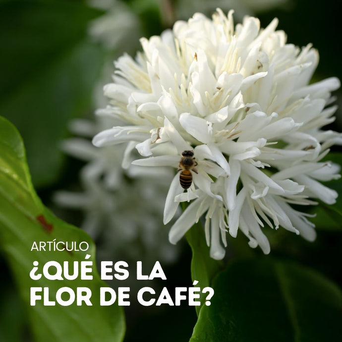 ¿Por qué florece el café?