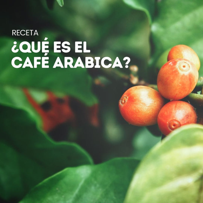 ¿Qué es el café arabica?