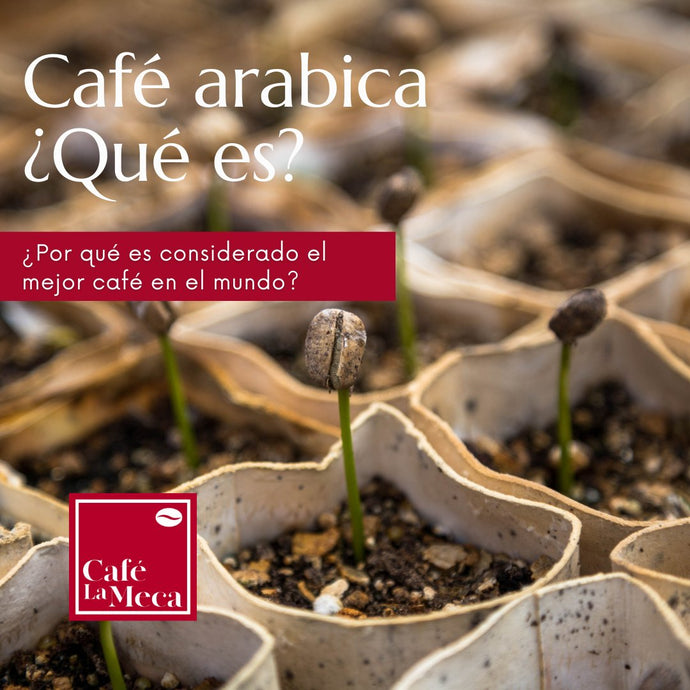 ¿Qué es el café arabica?