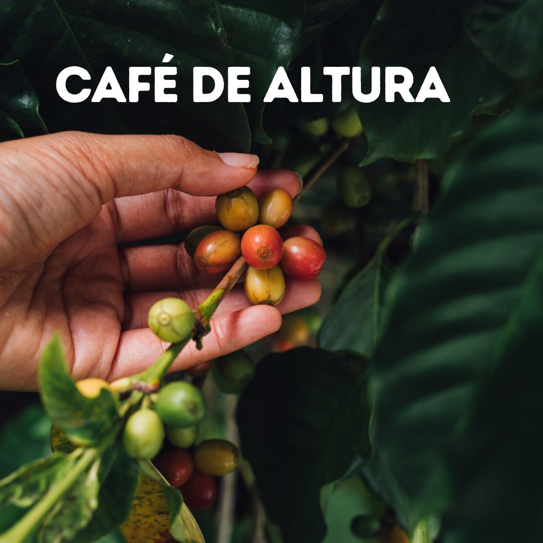 Café La Meca Descafeinado Gourmet - Café De Altura Clasificado - Veracruzano - Café la Meca
